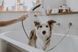 Duș de m&acirc;nă Hansgrohe 26640670 DogShower 150 3jet negru mat 26640670 foto 5