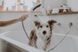 Duș de m&acirc;nă Hansgrohe DogShower 150 3Jet alb mat (26640700) 26640700 foto 4