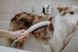 Duș de m&acirc;nă Hansgrohe DogShower 150 3Jet alb mat (26640700) 26640700 foto 3